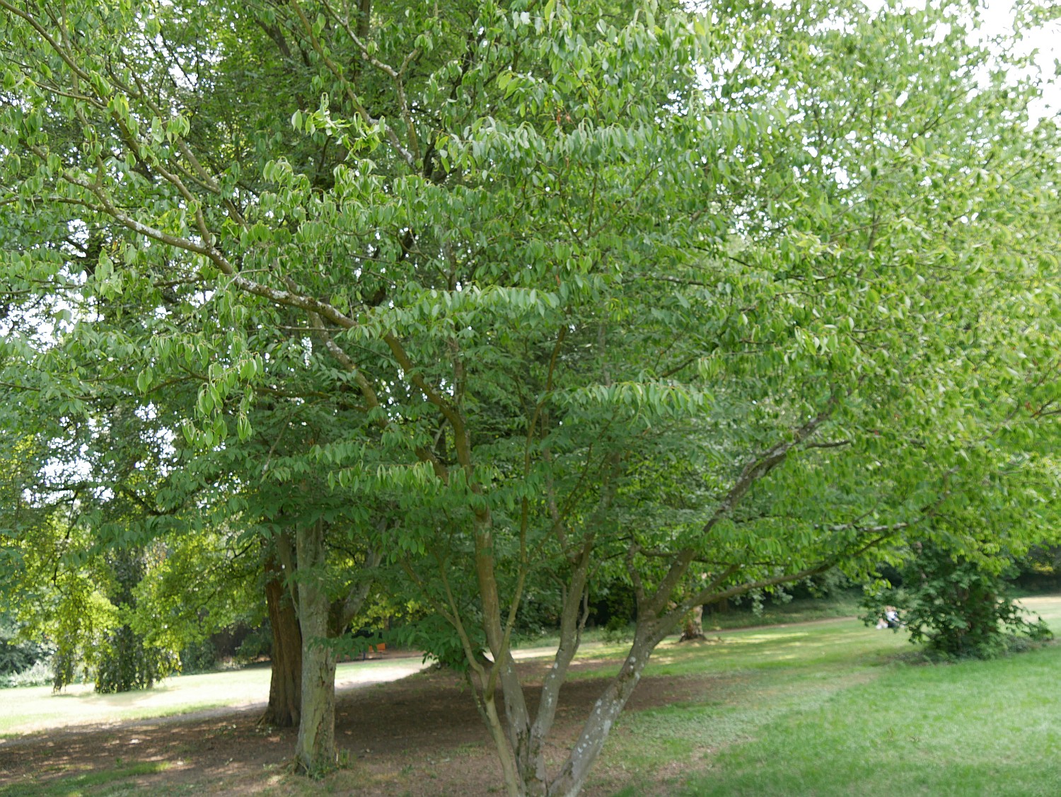 Acer carpinifolium - Marburg - 2020