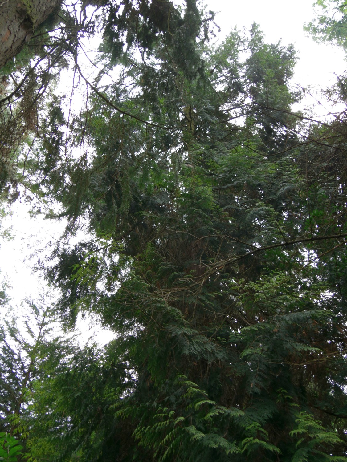 Thuja plicata 'Zebrina' - Gießen - 2020
