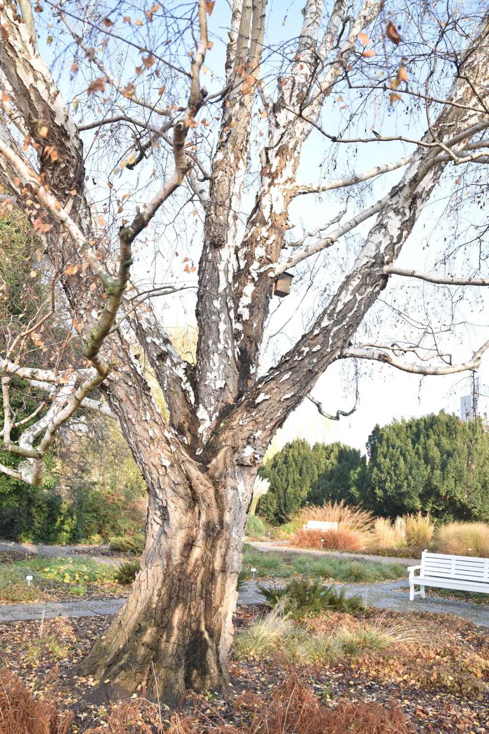 Betula pendula