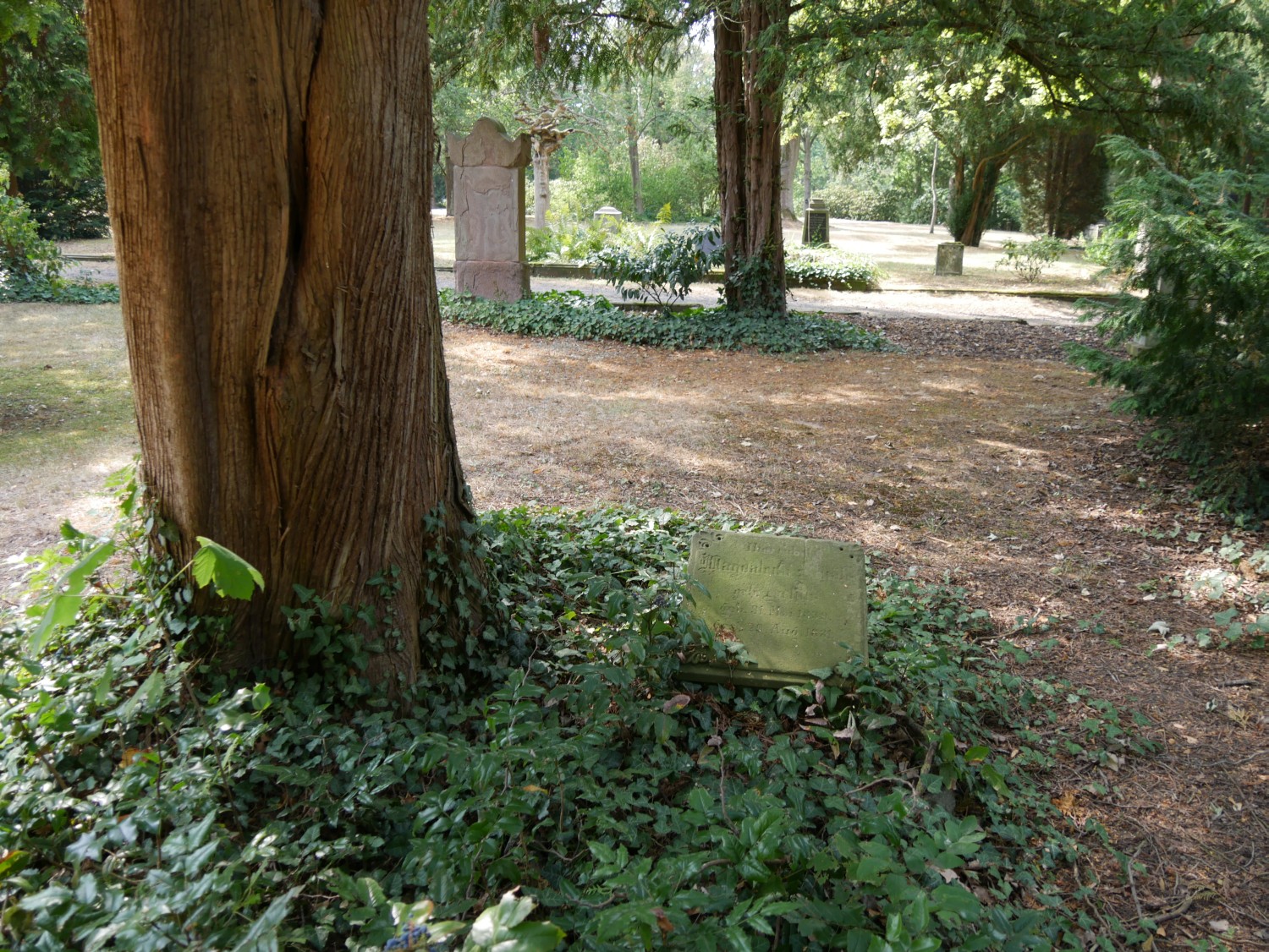 Thuja occidentalis - Gießen - 2020