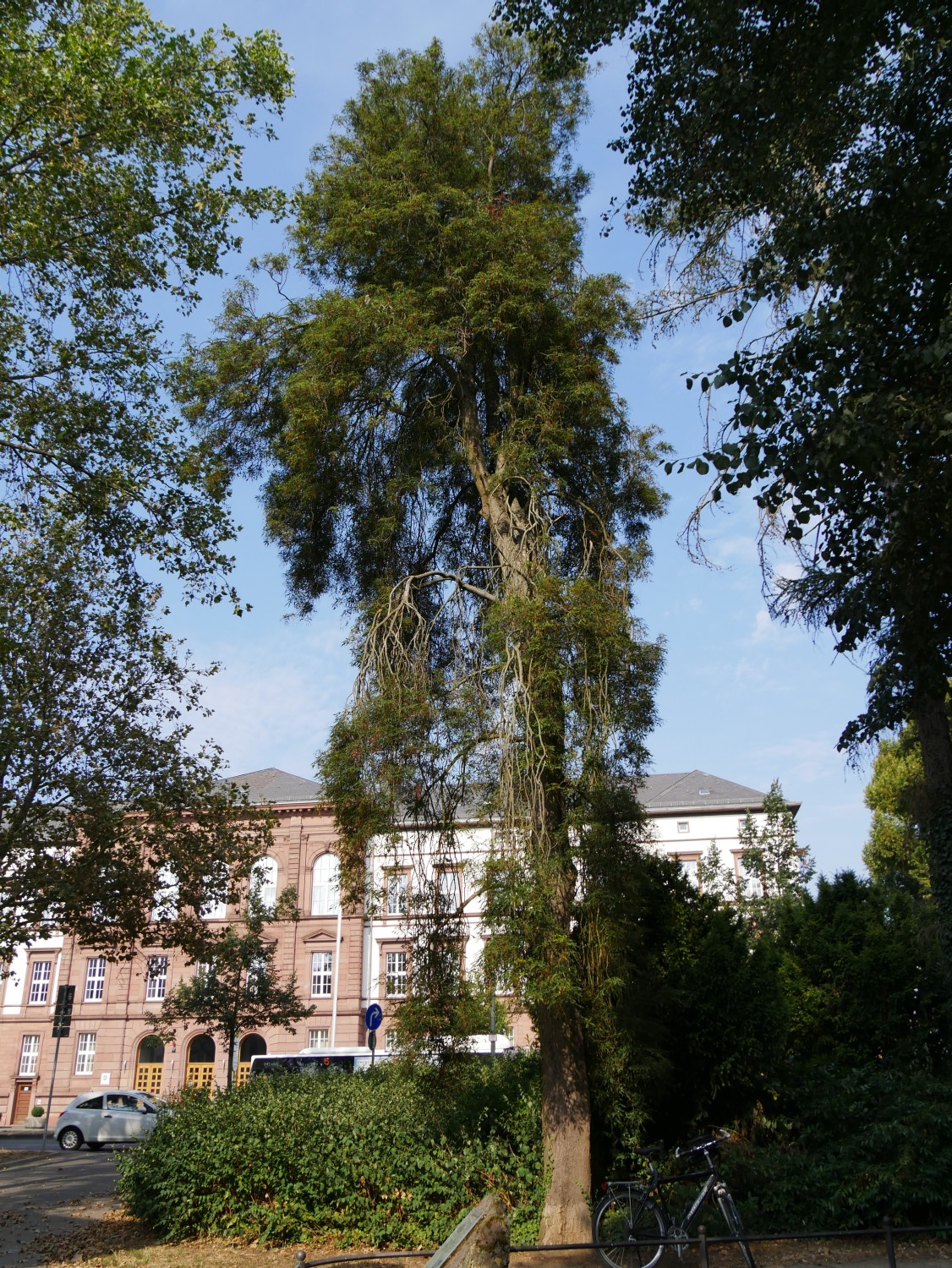 Aesculus hippocastanum 'Lacinaiata' - Gießen - 2020