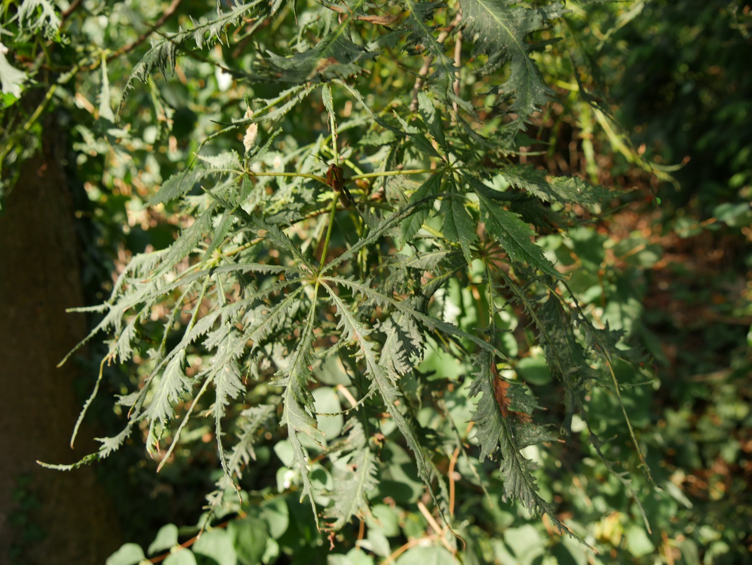 Aesculus hippocastanum 'Lacinaiata' - Gießen - 2020