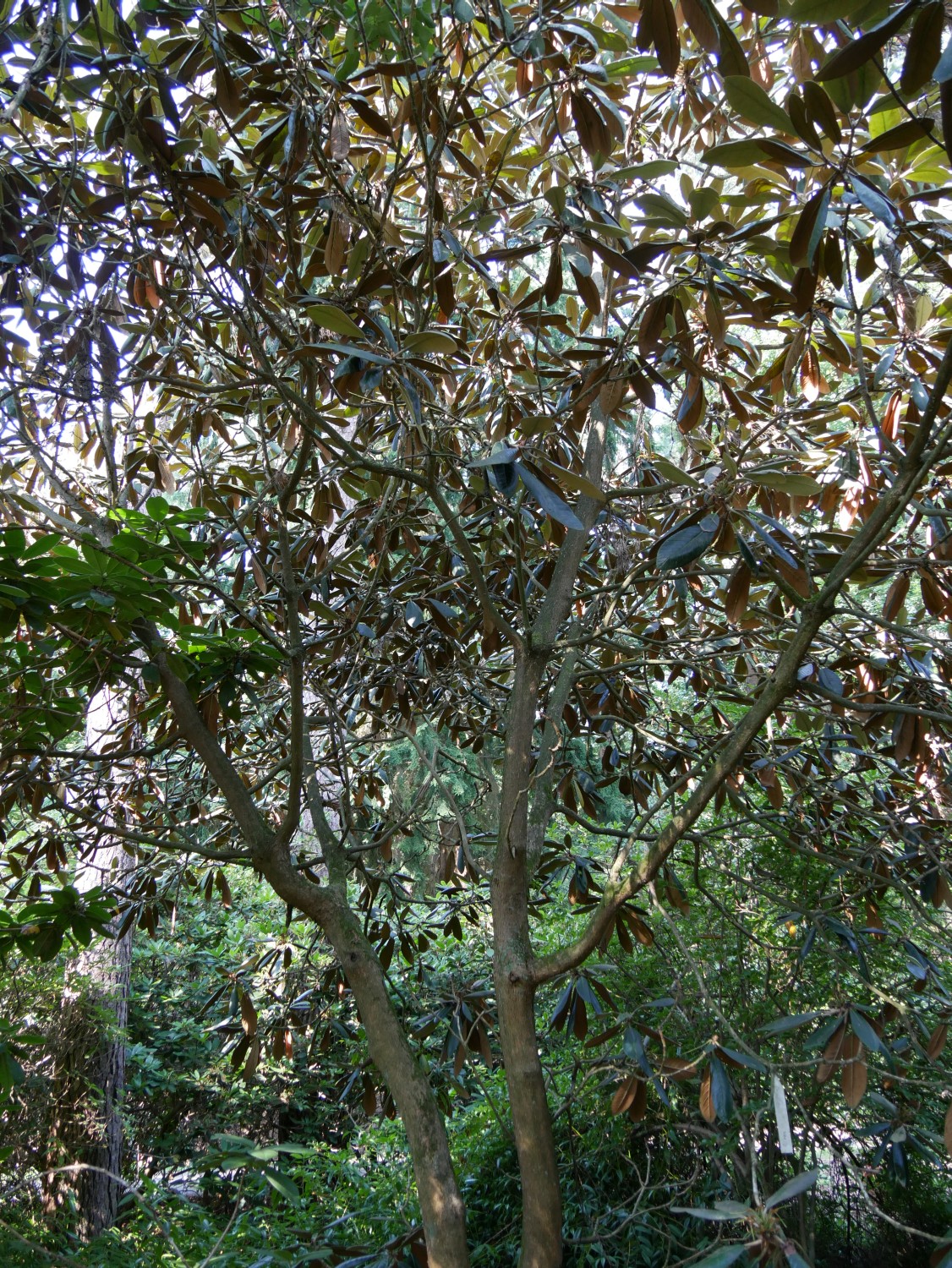 rex Rhododendron