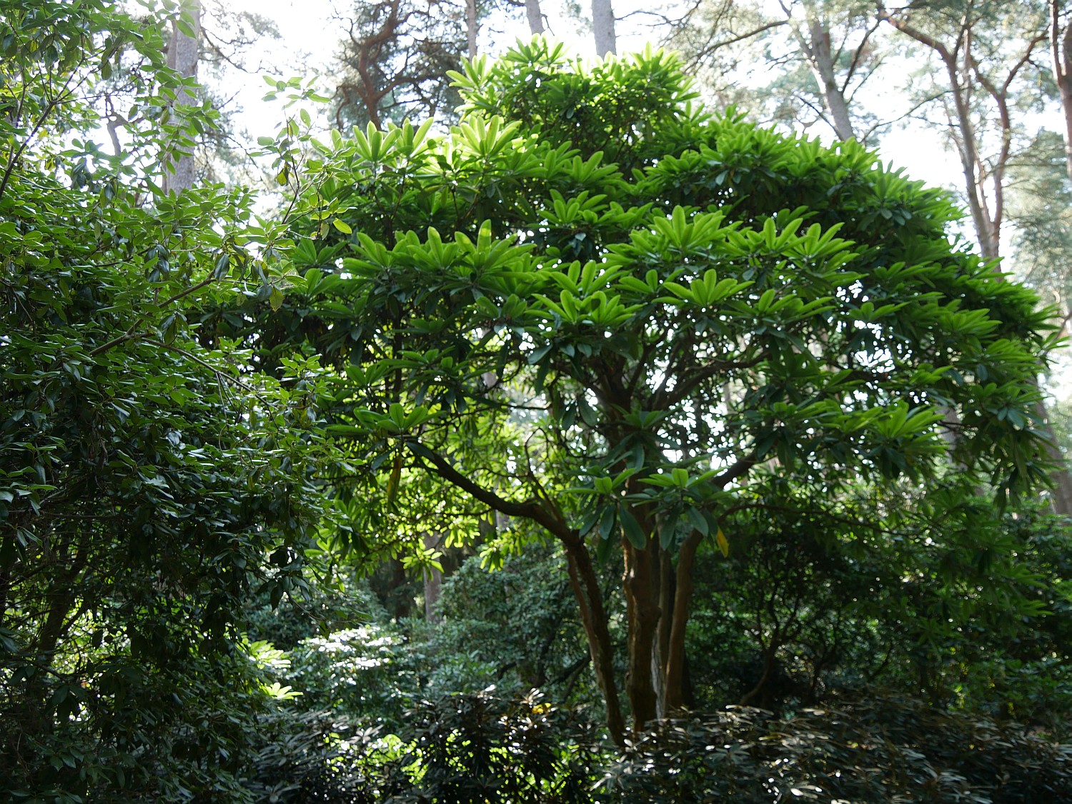 calophytum Rhododendron