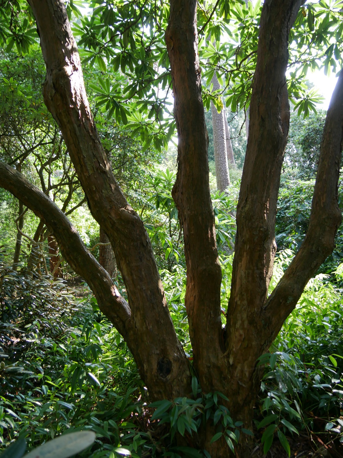 Rhododendron calophytum - Westerstede - 2020