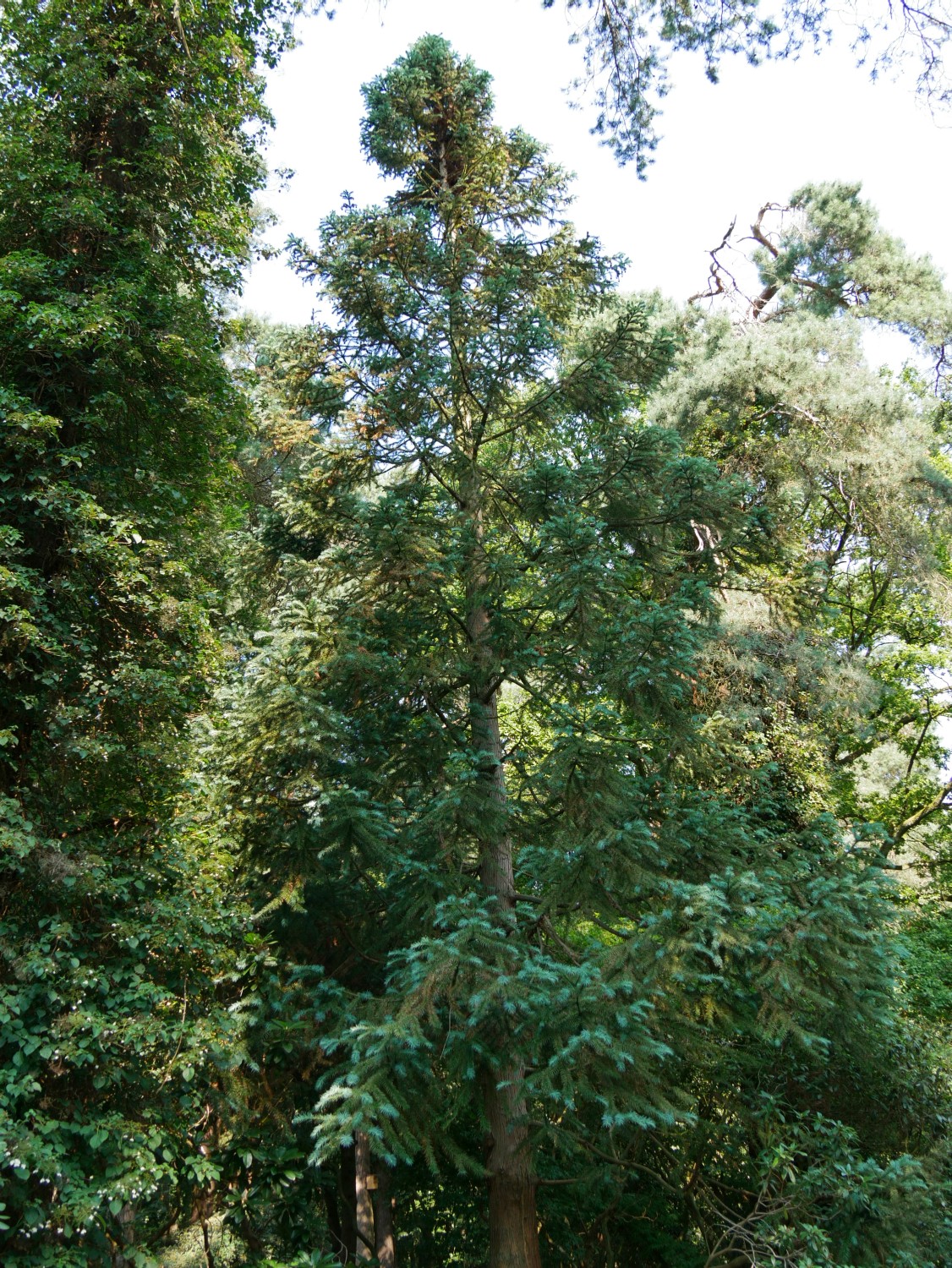 'Glauca' Cunninghamia lanceolata