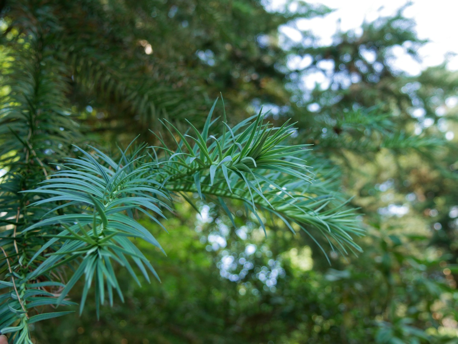 Cunninghamia lanceolata 'Glauca' - Westerstede - 2020