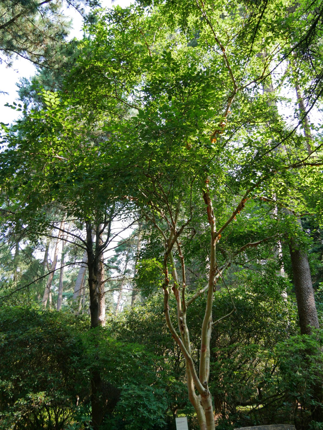 albo-sinensis Betula