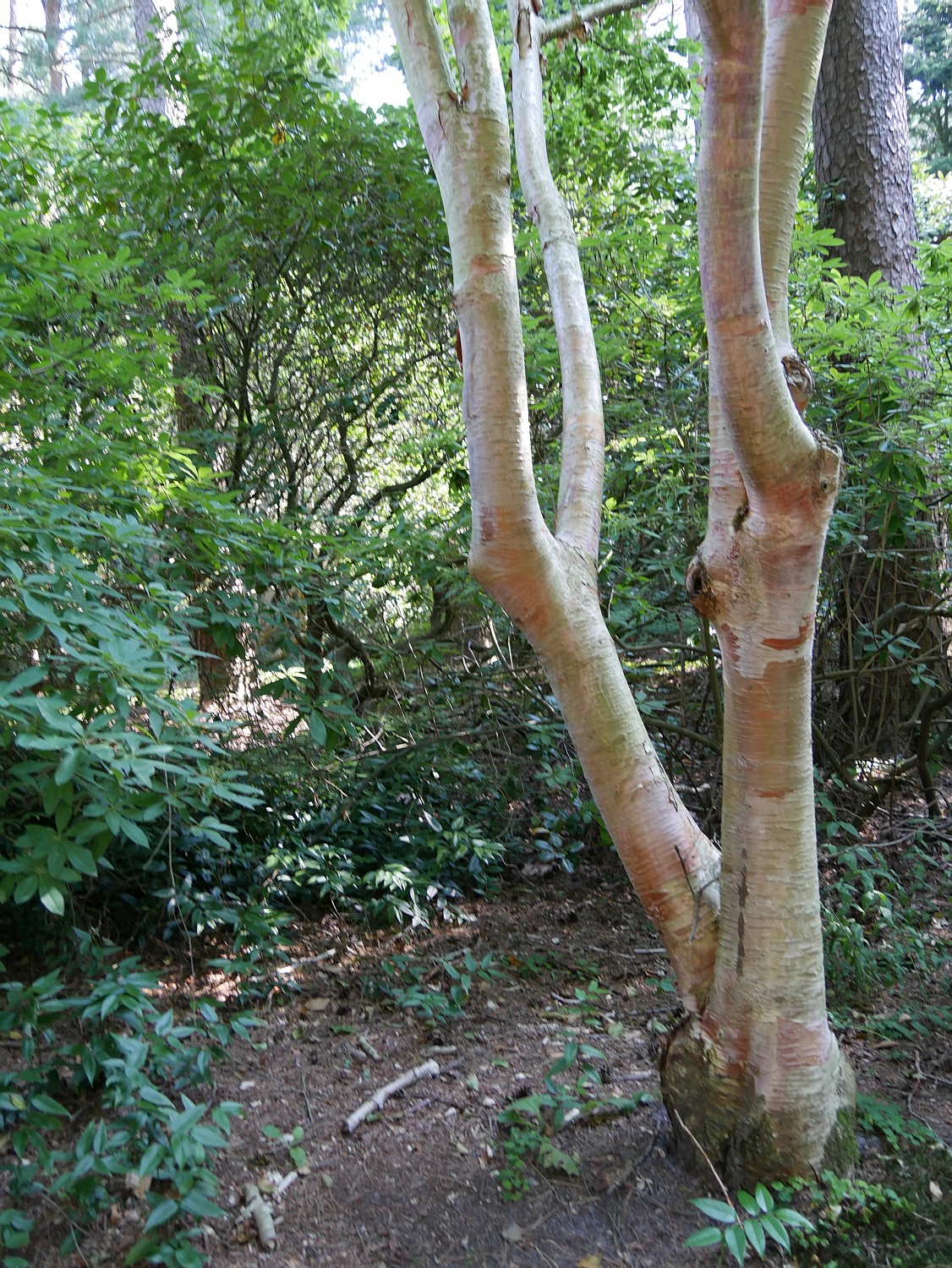Betula albo-sinsensis - Westerstede - 2020