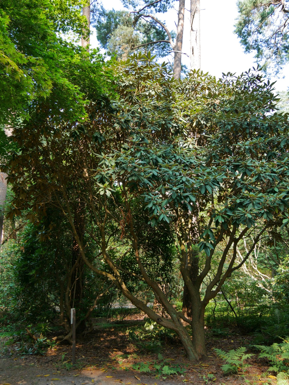 galactinum Rhododendron