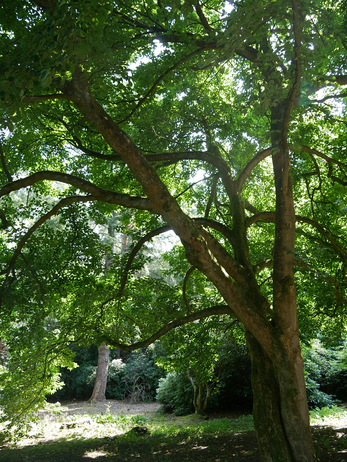 kobus Magnolia