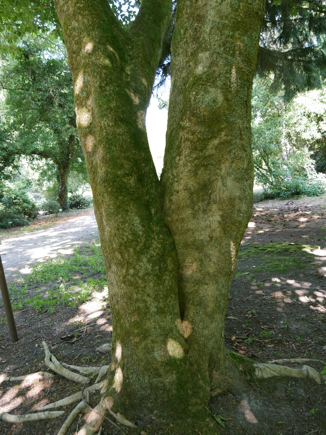 Magnolia kobus - Westerstede - 2020