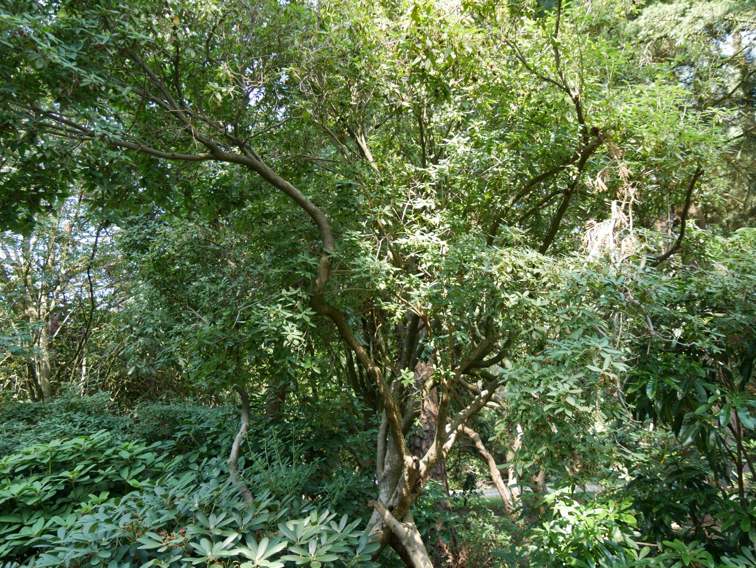 augustinii Rhododendron