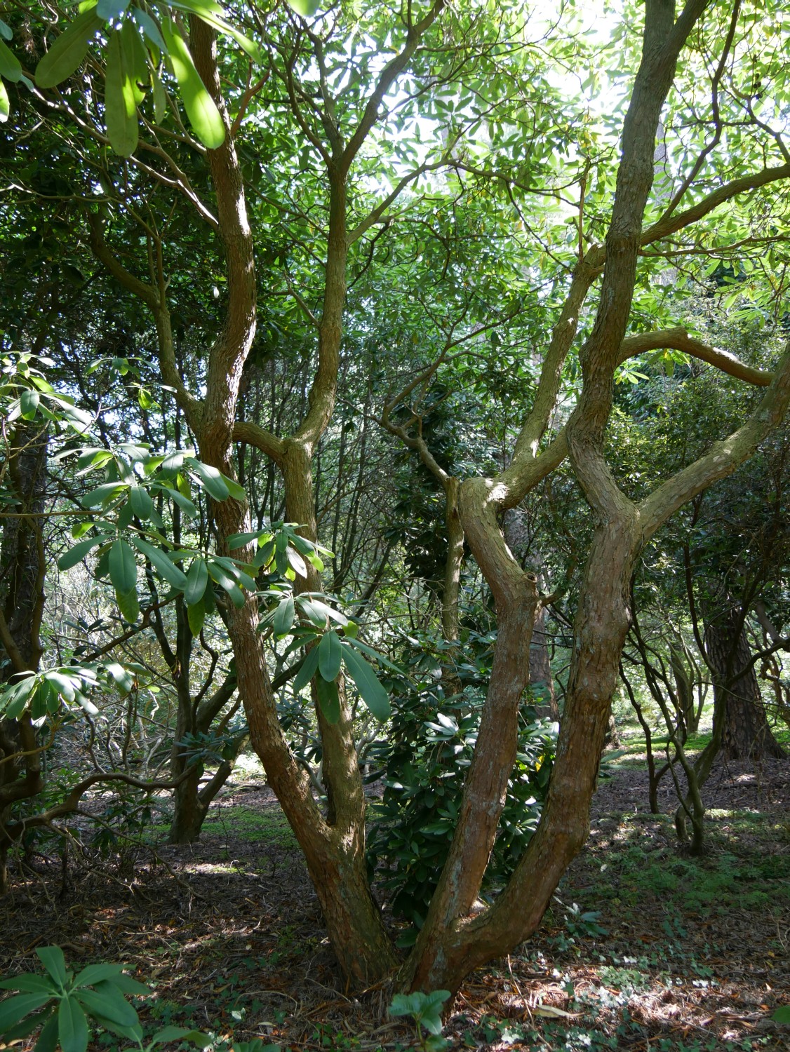 fortunei Rhododendron subsp. discolor