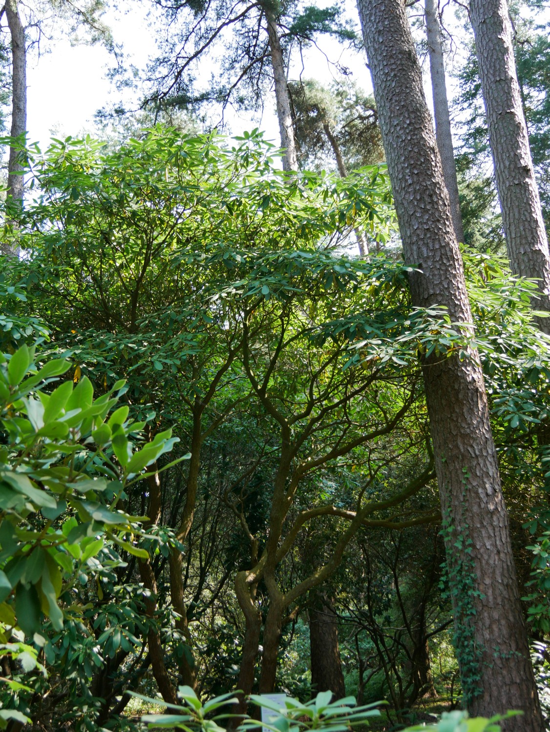 Rhododendron discolor - Westerstede - 2020