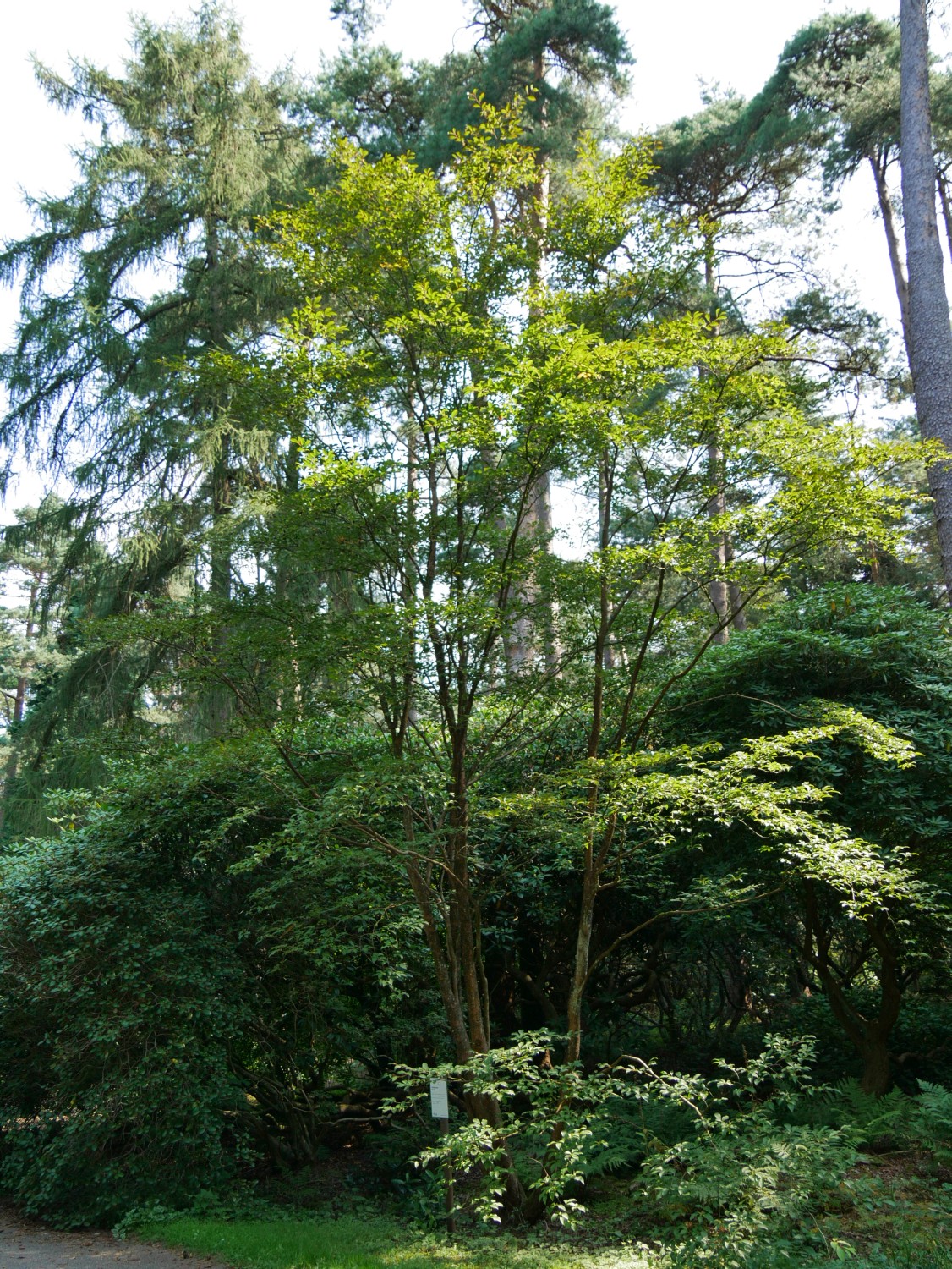 pseudocamellia Stewartia