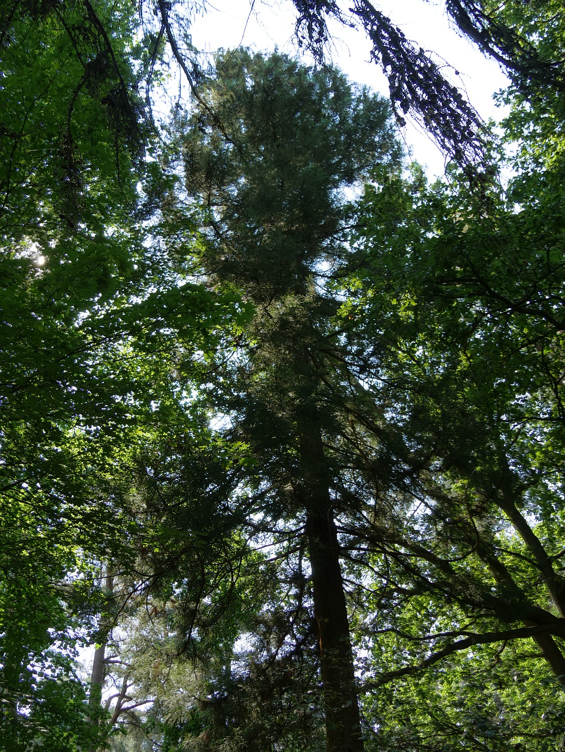 Cryptomeria japonica