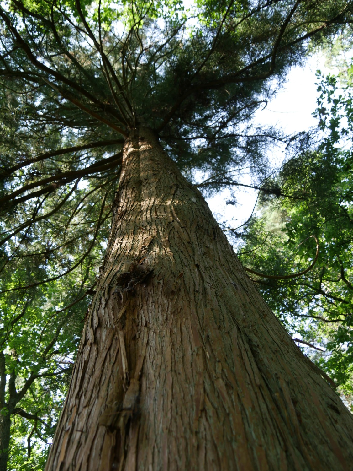 Cryptomeria japonica - Westerstede - 2020
