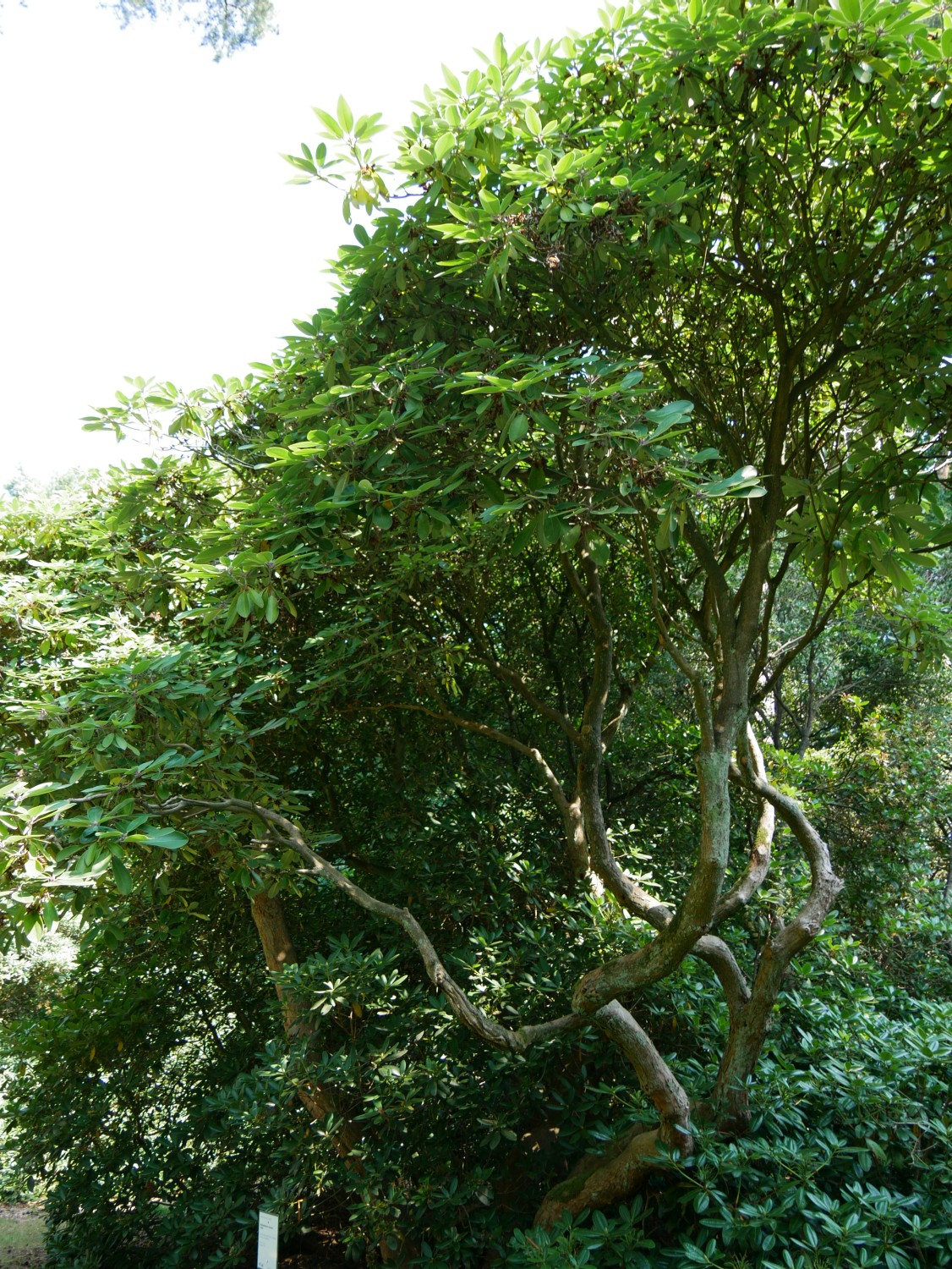 fortunei Rhododendron subsp. fortunei