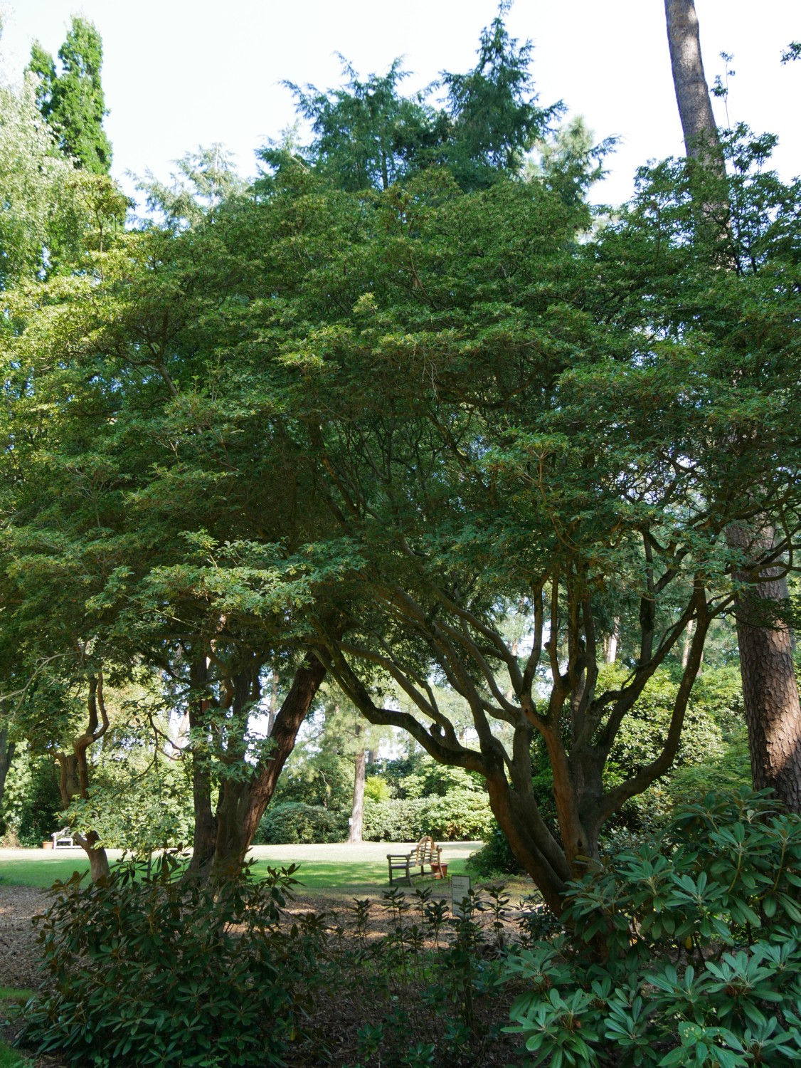 campanulatus Enkianthus