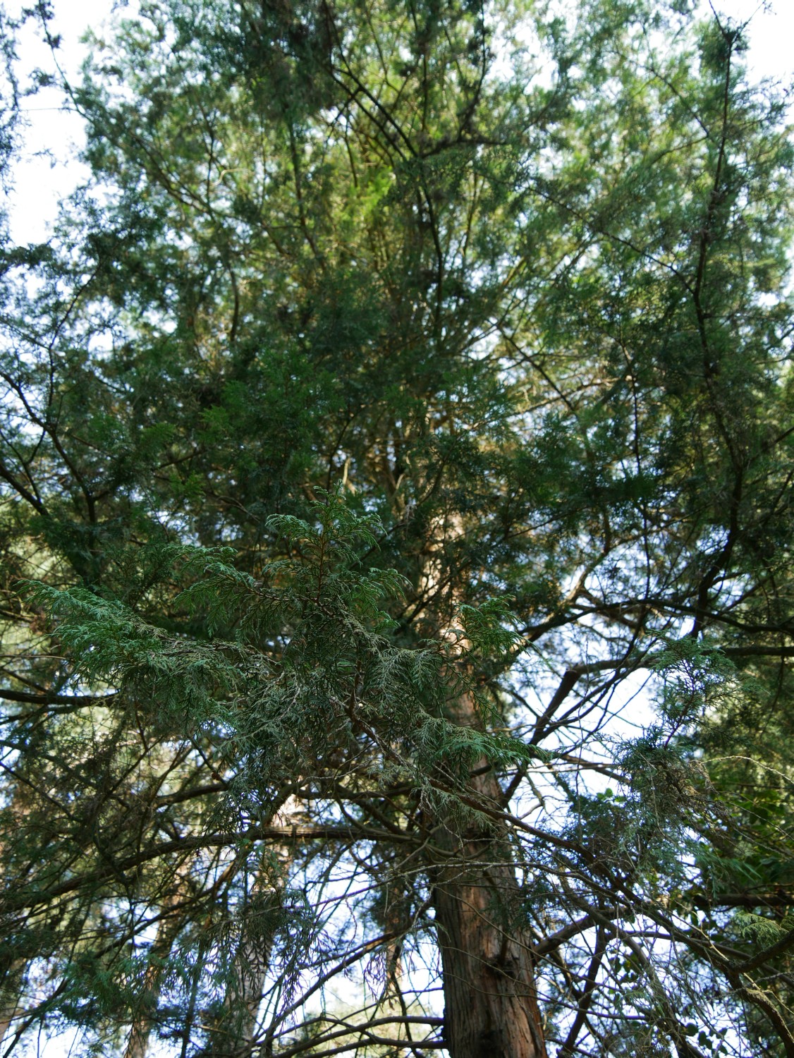 Chamaecyparis thyoides