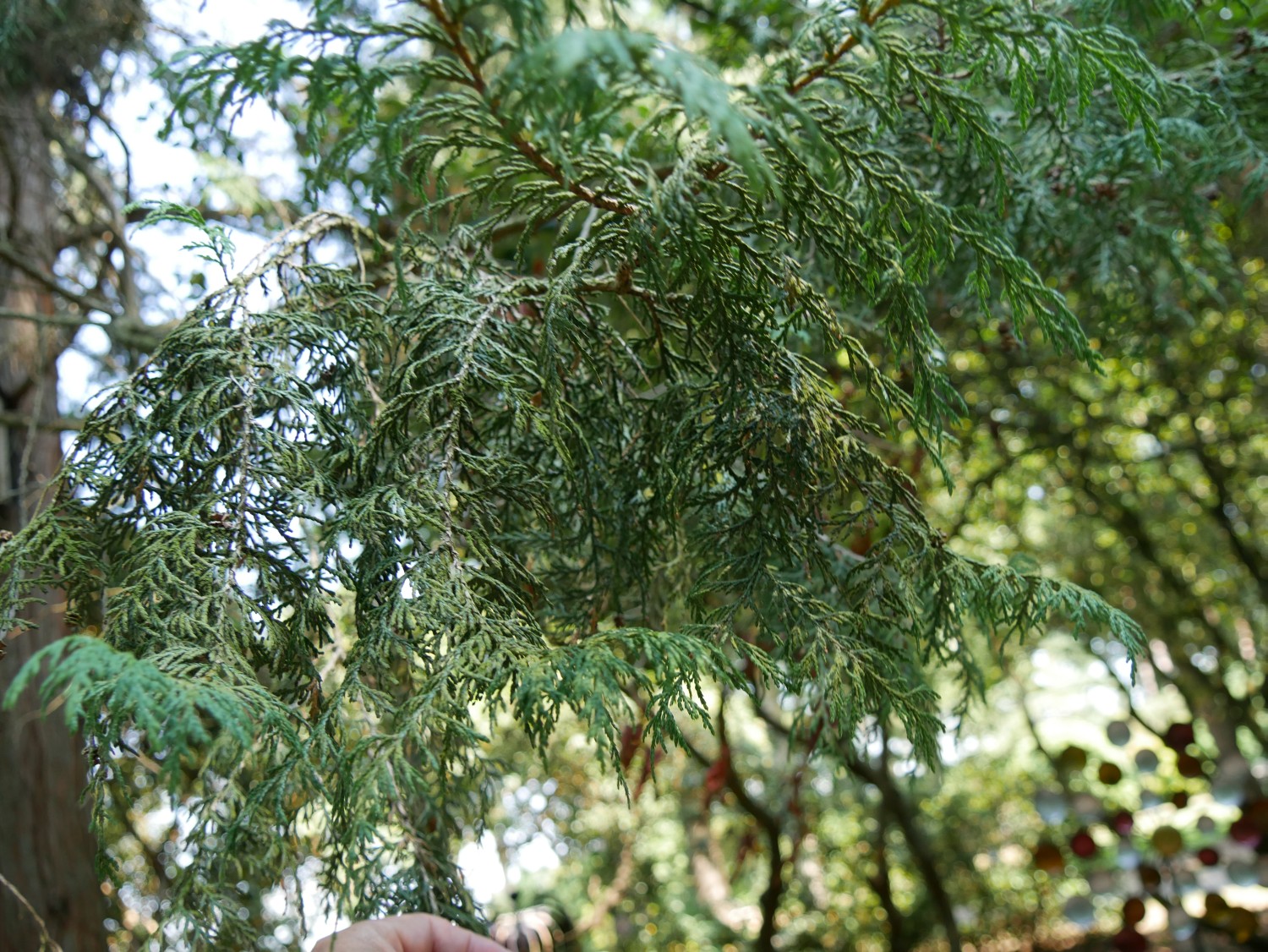 Chamaecyparis thyoides - Westerstede - 2020