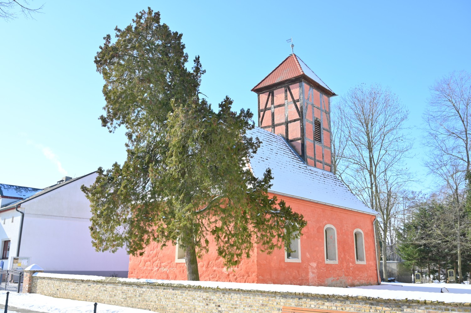 Platycladus orientalis - Kemnitz - 2021