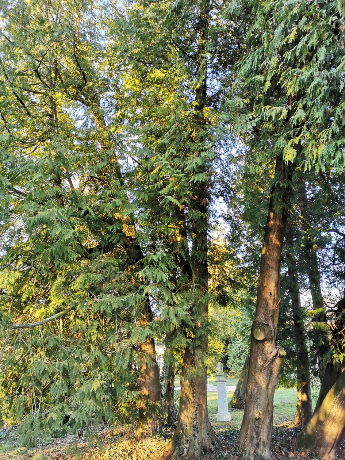 occidentalis Thuja