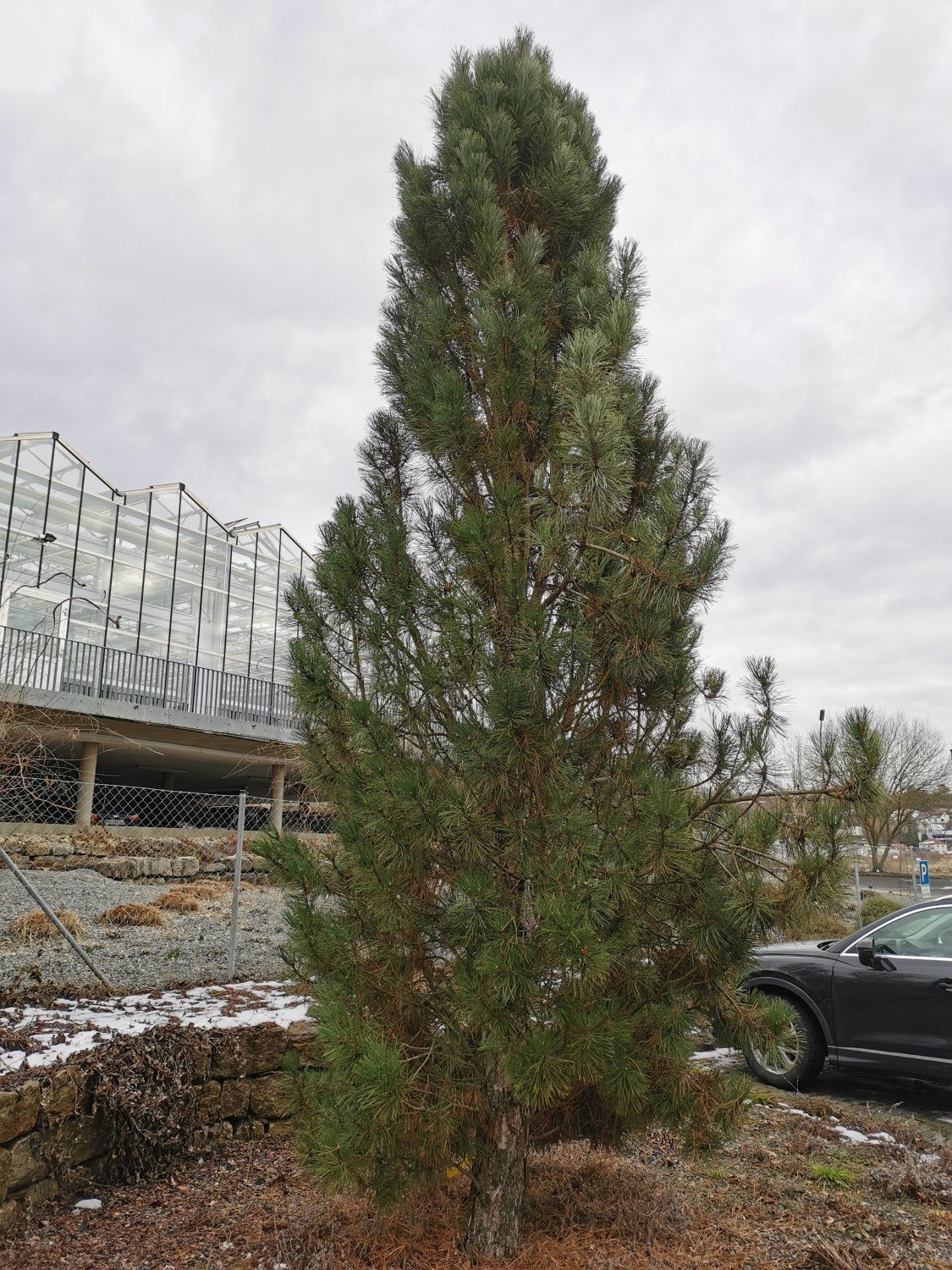 'Pyramidalis' nigra Pinus