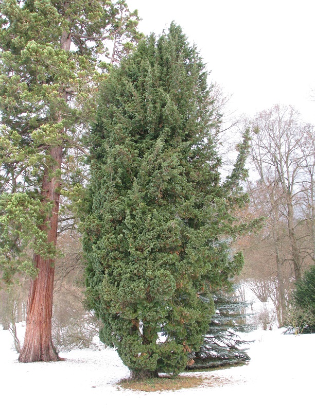 'Alumii' Chamaecyparis lawsoniana