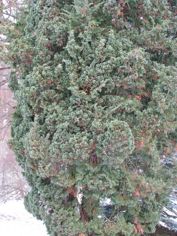 Chamaecyparis lawsoniana 'Alumii' - Altenstein - 2021