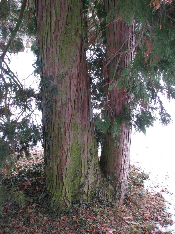 Chamaecyparis lawsoniana 'Alumii' - Altenstein - 2021