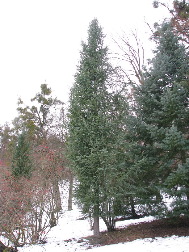 'Fastigiata' atlantica Cedrus
