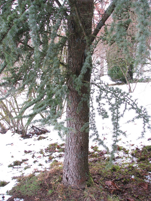 Cedrus atlantica 'Fastigiata' - Altenstein - 2021