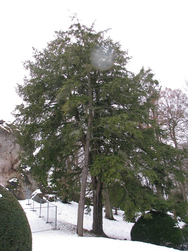 canadensis Tsuga