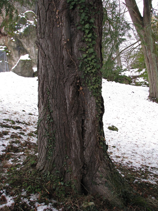 Tsuga canadensis - Altenstein - 2021