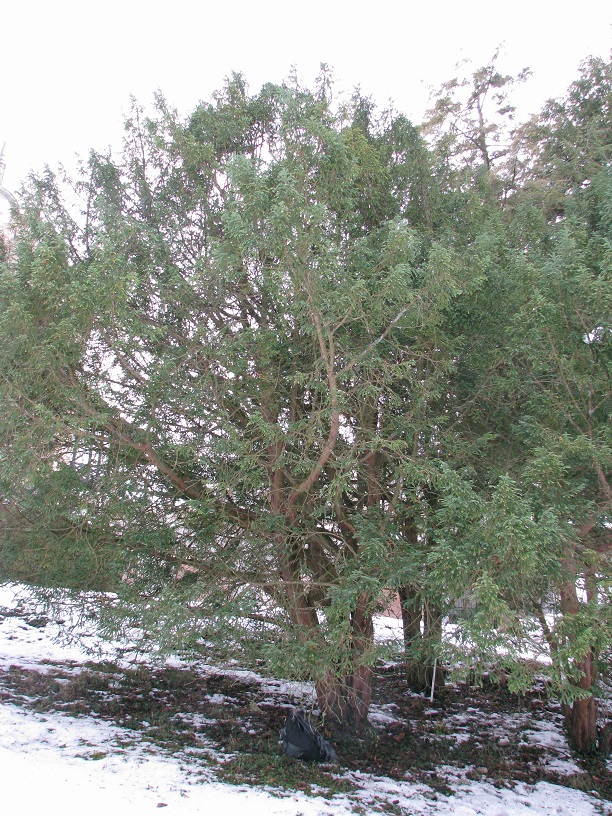 'Adpressa' baccata Taxus