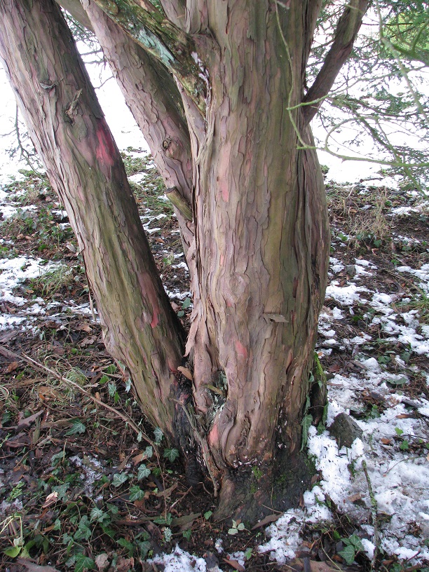 Taxus baccata 'Adpressa' - Altenstein - 2021
