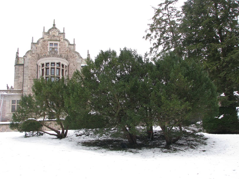 Taxus baccata 'Adpressa' - Altenstein - 2021