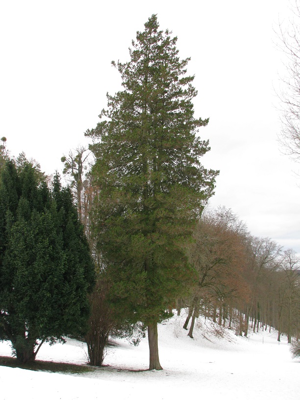 'Plumosa' Chamaecyparis pisifera