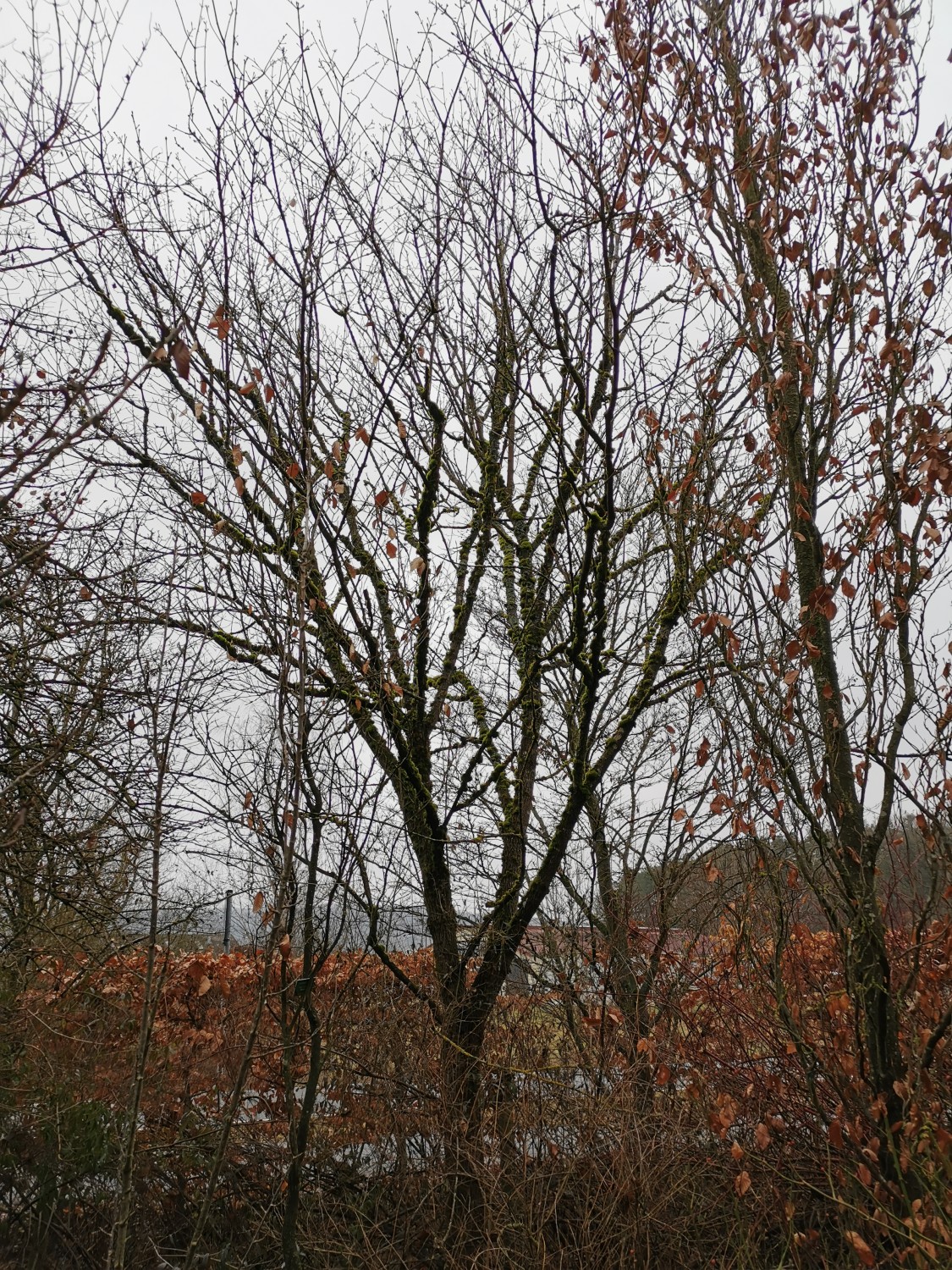 'Tharandt' Acer platanoides