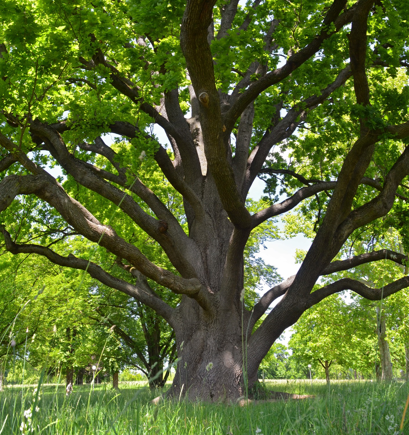 Fastigiata-Gruppe Quercus robur