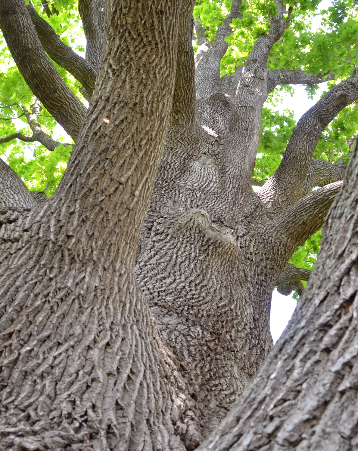 Quercus robur Fastigiata-Gruppe - Bad Cannstatt, Rosensteinpark - 2019