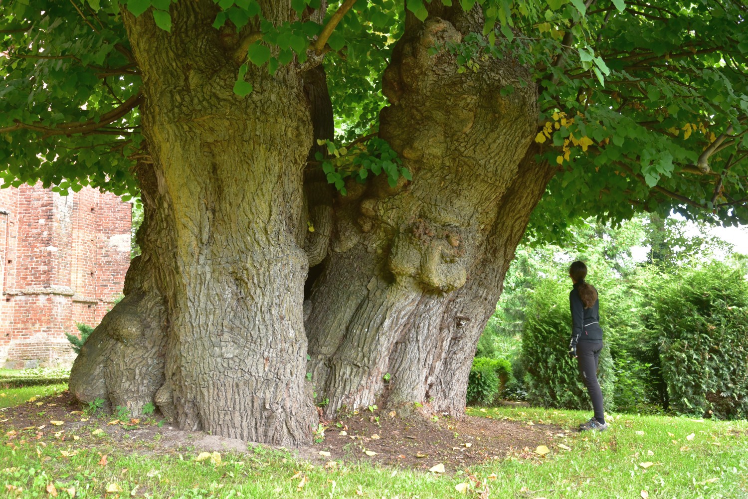 Tilia platyphyllos - Zurow - 2016