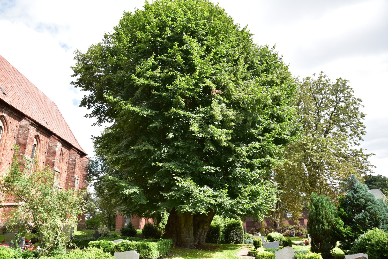 Tilia platyphyllos - Zurow - 2016