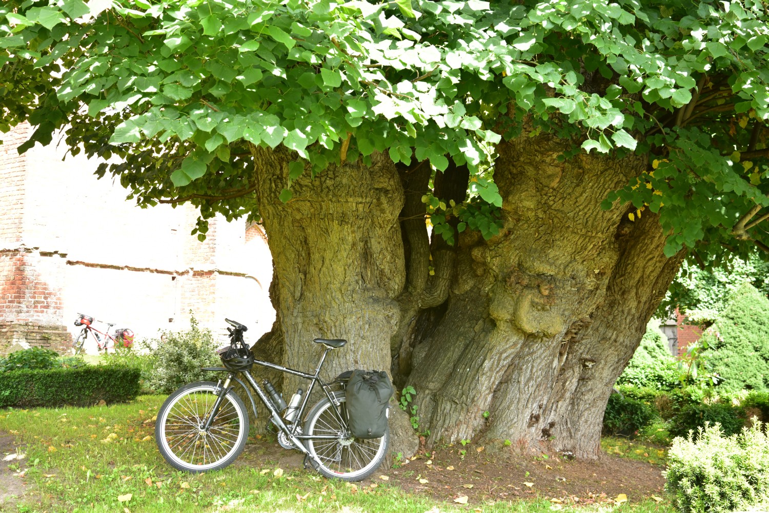 Tilia platyphyllos - Zurow - 2016