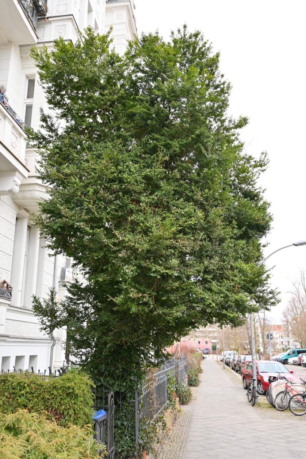 Buxus sempervirens - Berlin Pankow - 2021