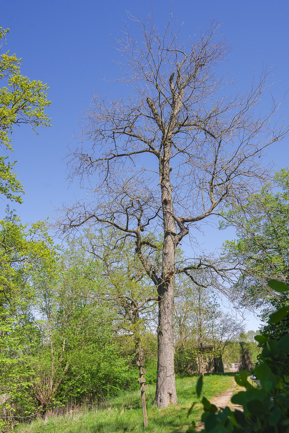 Gleditsia triacanthos - Zichow - 2019