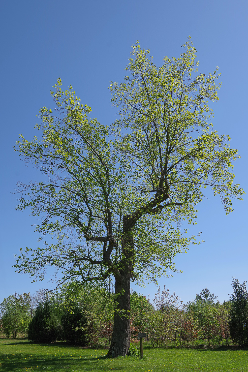 Liriodendron tulipifera - Zichow - 2019