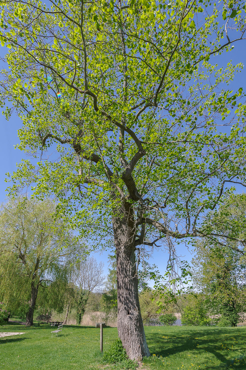 Liriodendron tulipifera - Zichow - 2019